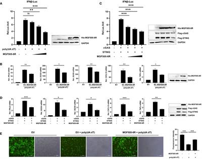 African swine fever virus MGF505–6R attenuates type I interferon production by targeting STING for degradation